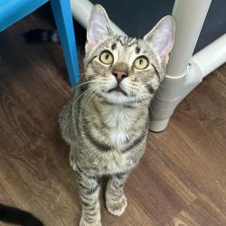 Shelter Stray Male Cat last seen , 8020 Washington St, Port Richey, FL 34668, USA
