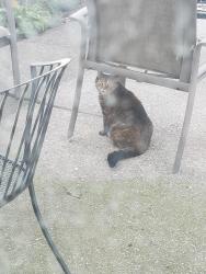 Found/Stray Unknown Cat last seen 8mile & silver springs, Northville Township, MI 48167