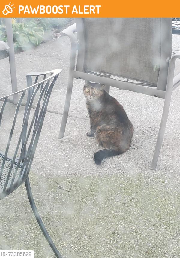 Found/Stray Unknown Cat last seen 8mile & silver springs, Northville Township, MI 48167