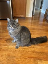 Lost Male Cat last seen Near Bedford St., Unit 18C, Stamford, CT 06905, Stamford, CT 06905