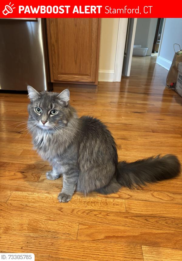 Lost Male Cat last seen Near Bedford St., Unit 18C, Stamford, CT 06905, Stamford, CT 06905