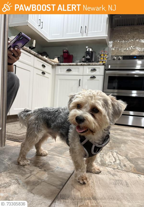 Found/Stray Unknown Dog last seen South street, Newark, NJ 07105