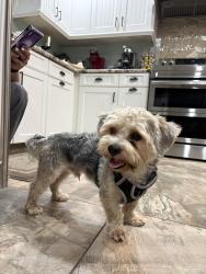 Found/Stray Unknown Dog last seen South street, Newark, NJ 07105