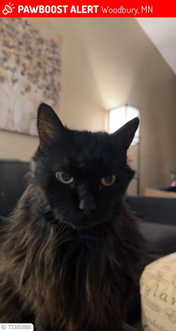 Lost Female Cat last seen Wallingford Ln, Woodbury, MN 55125