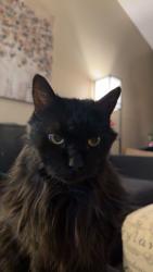 Lost Female Cat last seen Wallingford Ln, Woodbury, MN 55125