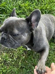 Lost Female Dog last seen Saddlebrook dr, Krum, TX 76249