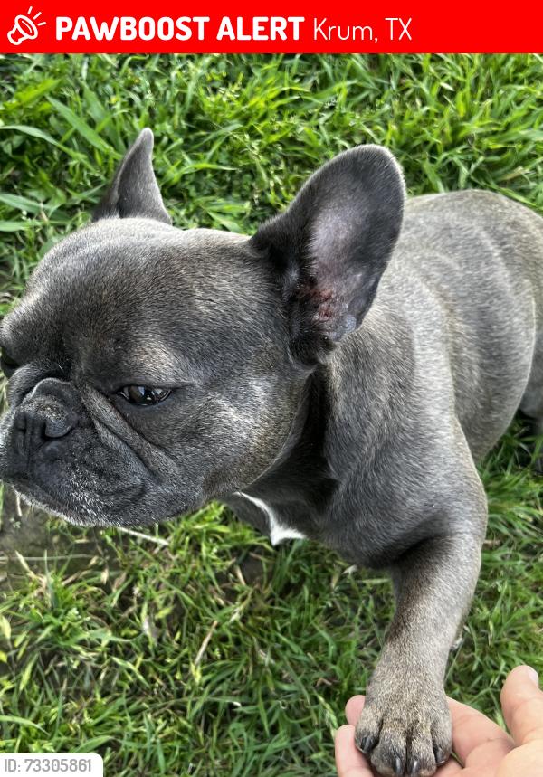 Lost Female Dog last seen Saddlebrook dr, Krum, TX 76249