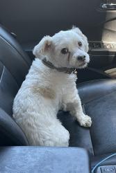 Reunited Male Dog last seen Penitencia Dog Park, San Jose, CA 95132