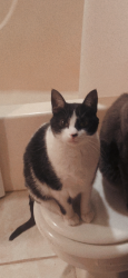 Lost Male Cat last seen Loma Alta s in Lake Forest, Daphne, AL 36526