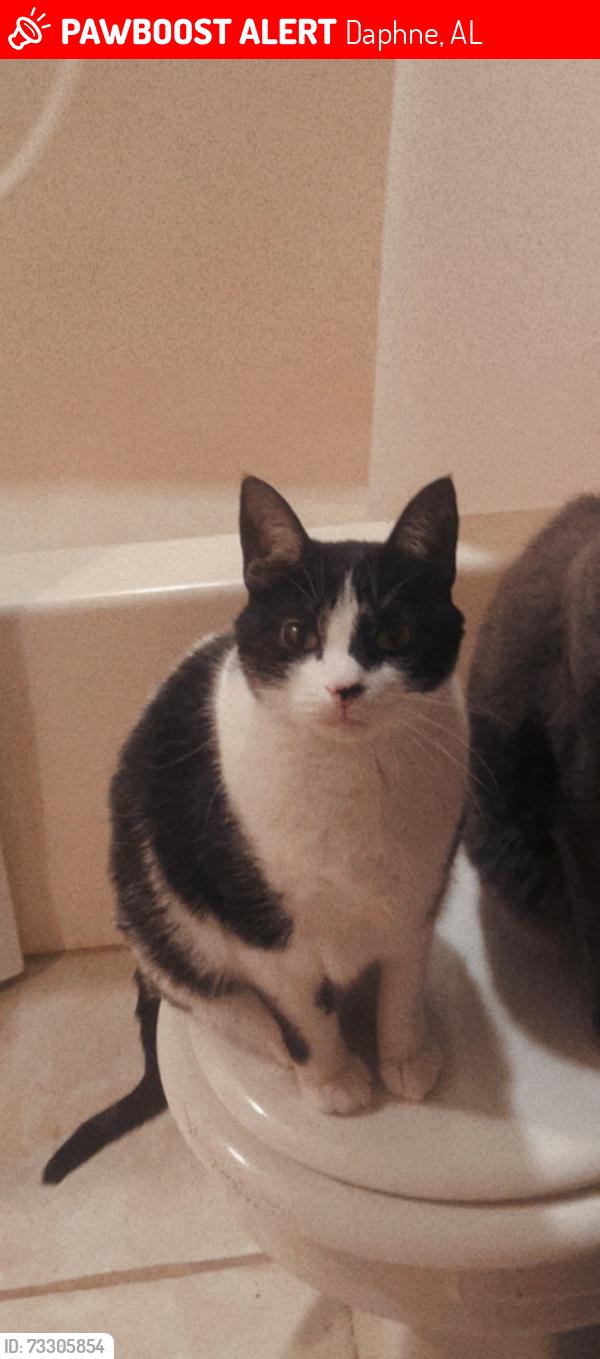 Lost Male Cat last seen Loma Alta s in Lake Forest, Daphne, AL 36526