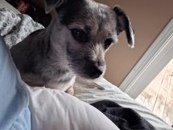 Reunited Male Dog last seen Dover and Charlamainge, Clarksville, TN 37044