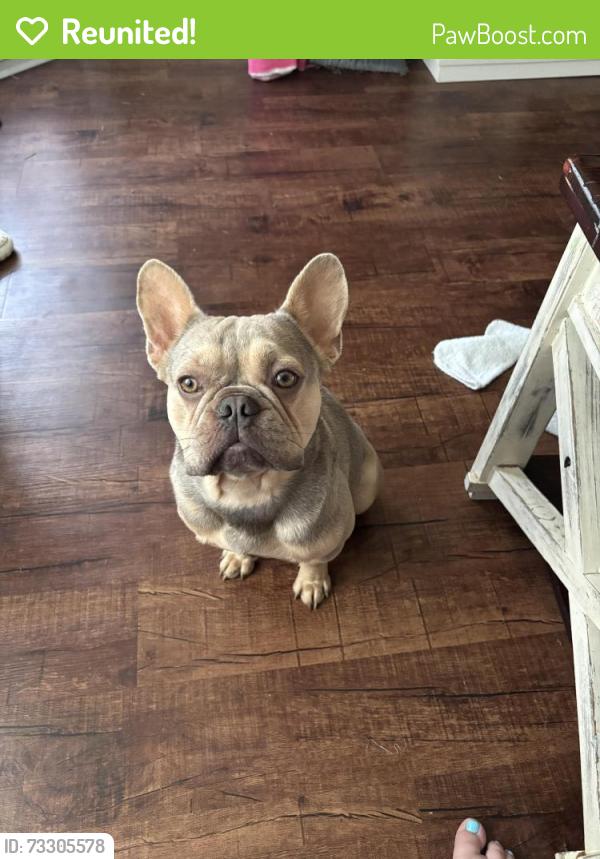 Reunited Male Dog last seen East front st, Lillington, NC 27546