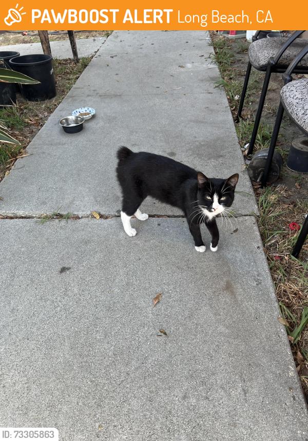 Found/Stray Male Cat last seen Maddox at and Gale Ave, Long Beach, CA 90810
