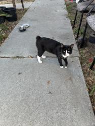 Found/Stray Male Cat last seen Maddox at and Gale Ave, Long Beach, CA 90810