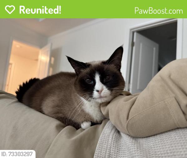Reunited Female Cat last seen Oakfields Rd, Apex, NC 27562, USA, Apex, NC 27562