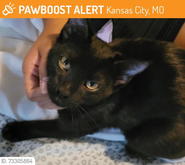 Found/Stray Male Cat last seen Prospect and Independence Ave or Coronado and Adam's Dairy or 40 Hwy and Burris, Kansas City, MO 64130