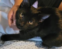 Found/Stray Male Cat last seen Prospect and Independence Ave or Coronado and Adam's Dairy or 40 Hwy and Burris, Kansas City, MO 64130
