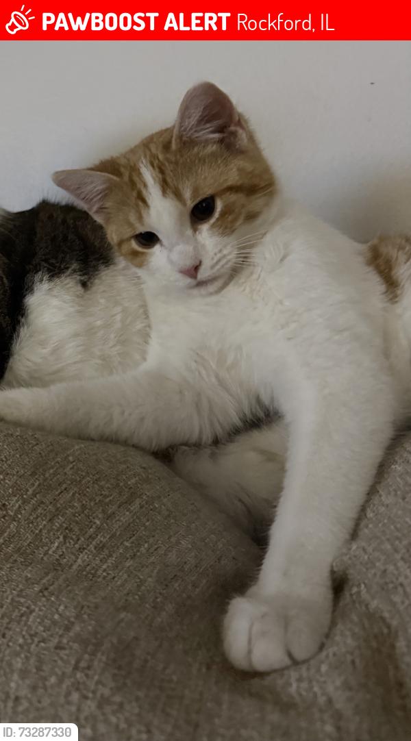Lost Male Cat last seen Pepper dr and n.alpine, Rockford, IL 61114