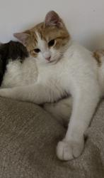 Lost Male Cat last seen Pepper dr and n.alpine, Rockford, IL 61114