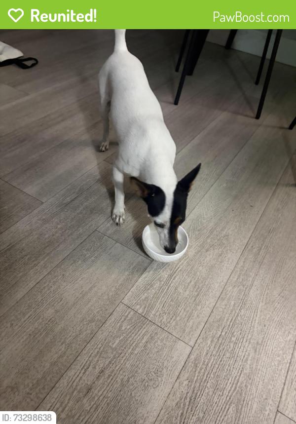 Reunited Female Dog last seen 34th street hialeah, Hialeah, FL 33012