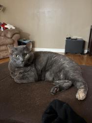 Reunited Female Cat last seen Fee Fee Rd and Edward Ave, Hazelwood, MO 63043