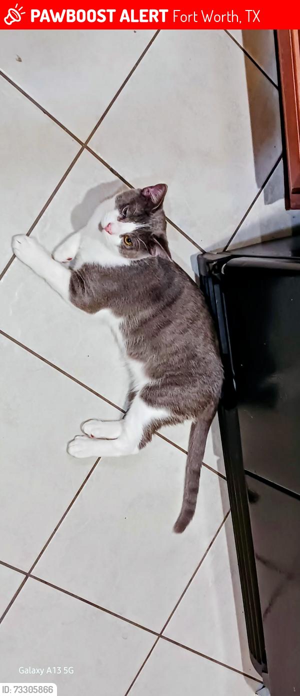 Lost Male Cat last seen Curacao Dr, Fort Worth, TX 76123