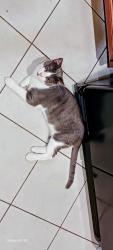 Lost Male Cat last seen Curacao Dr, Fort Worth, TX 76123