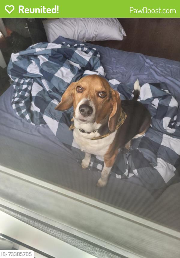 Reunited Male Dog last seen Osprey & nutcracker drive, Mississauga, ON L5N 6E6