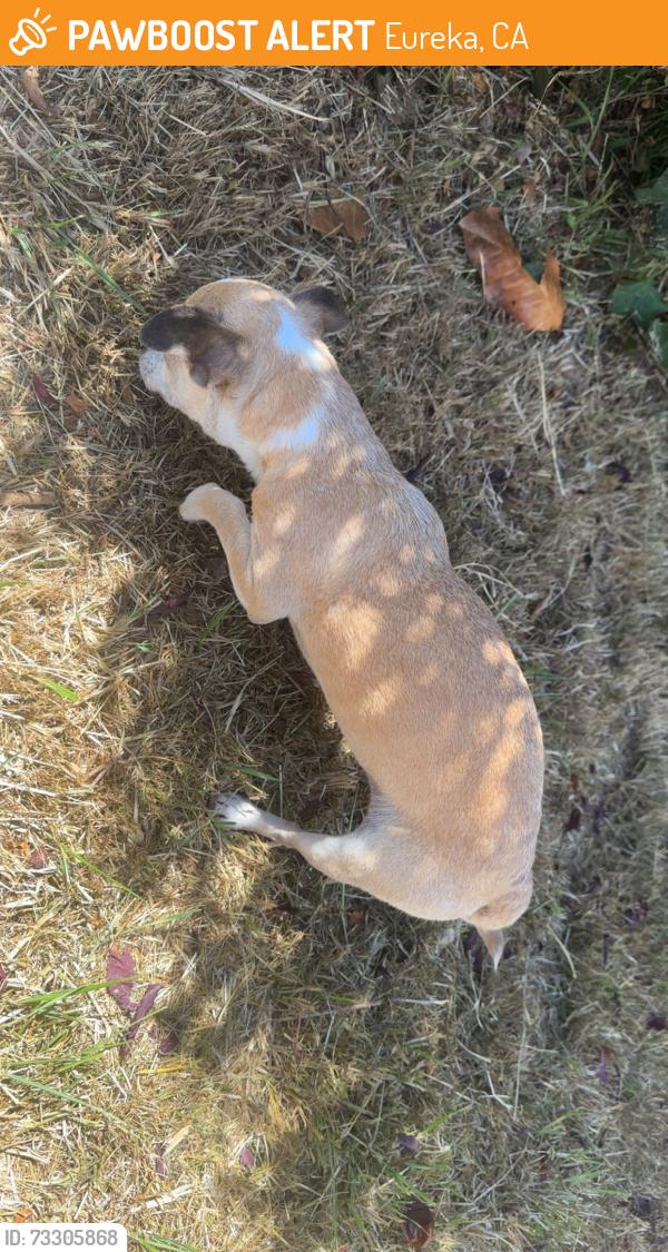 Found/Stray Female Dog last seen West Clark street, Eureka, CA 95501