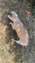 Found/Stray Female Dog last seen West Clark street, Eureka, CA 95501