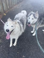 Lost Female Dog last seen 255th St, Los Angeles, CA 90710