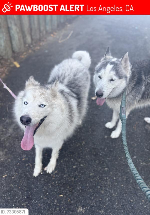 Lost Female Dog last seen 255th St, Los Angeles, CA 90710