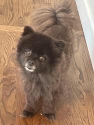 Found/Stray Male Dog last seen Keene way and Jackson, Medford, OR 97504