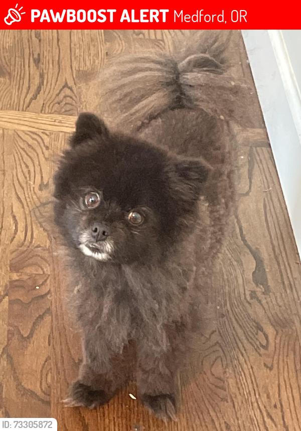 Found/Stray Male Dog last seen Keene way and Jackson, Medford, OR 97504