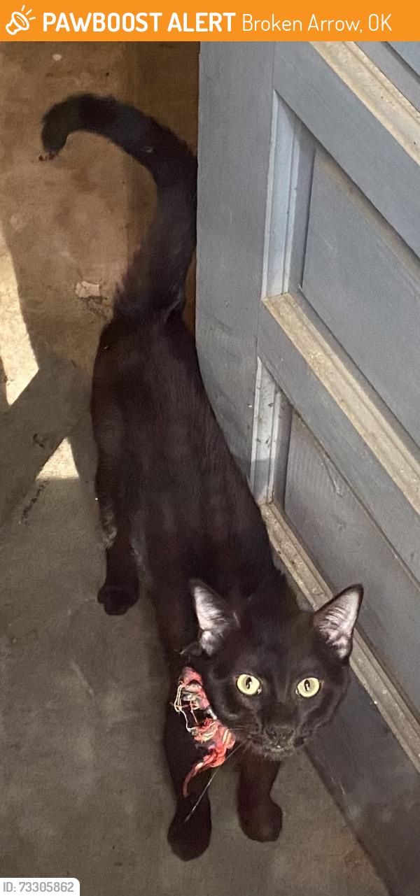 Found/Stray Unknown Cat last seen Near & Aspen, Broken Arrow, OK 74012