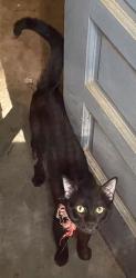 Found/Stray Unknown Cat last seen Near & Aspen, Broken Arrow, OK 74012