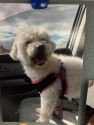 Reunited Female Dog last seen Whitesand dr, San Jose, CA 95121