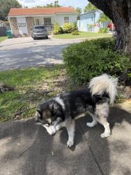 Lost Male Dog last seen Near sw 18 st, Miami, FL 33145
