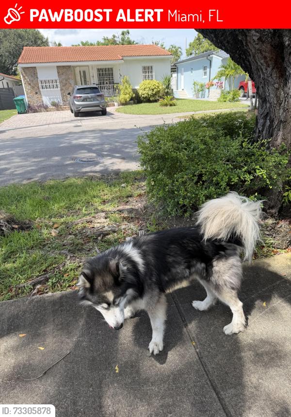 Lost Male Dog last seen Near sw 18 st, Miami, FL 33145