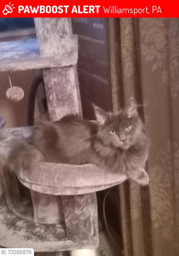 Lost Female Cat last seen Between Dewey and Race, Williamsport, PA 17701