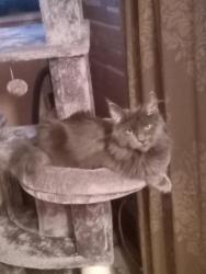 Lost Female Cat last seen Between Dewey and Race, Williamsport, PA 17701