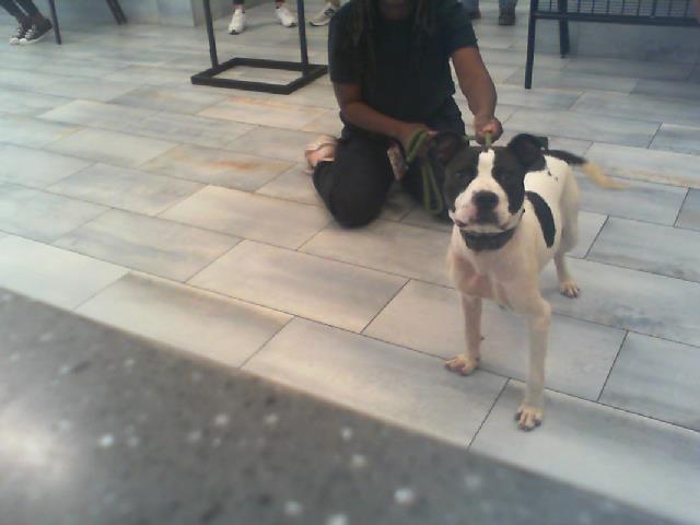 Shelter Stray Female Dog last seen CHARLOTTE, 8315 Byrum Dr, Charlotte, NC 28217, USA