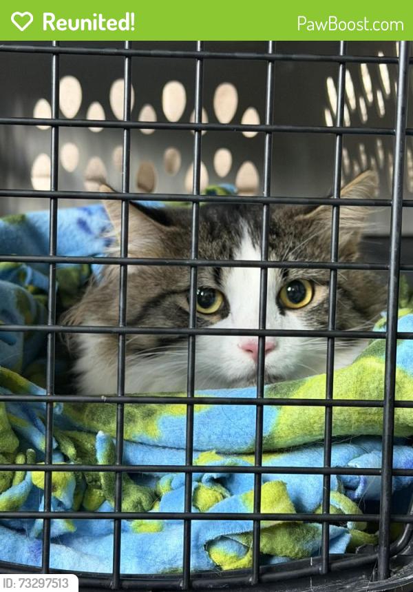 Reunited Male Cat last seen Near W Highland Blvd, Milwaukee, WI 53208, Milwaukee, WI 53208