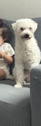 Reunited Female Dog last seen Whitesand Dr, San Jose, CA, USA, San Jose, CA 95121