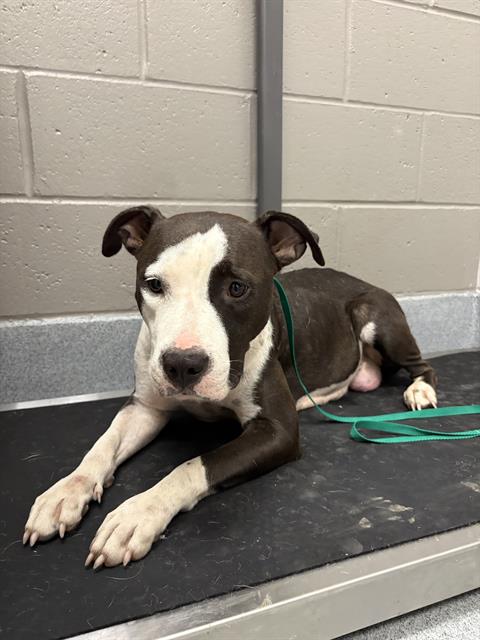 Shelter Stray Female Dog last seen Near, 2600 S Harding St, Indianapolis, IN 46221, USA