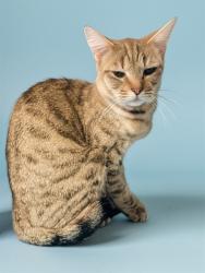 Shelter Stray Female Cat last seen , 38550 Sierra Hwy, Palmdale, CA 93550, USA