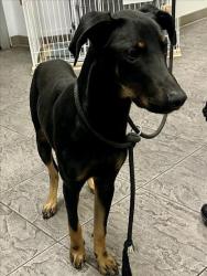 Shelter Stray Male Dog last seen , 11361 W Pico Blvd, Los Angeles, CA 90064, USA