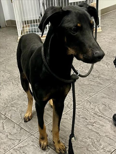 Shelter Stray Male Dog last seen , 11361 W Pico Blvd, Los Angeles, CA 90064, USA