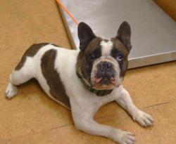Shelter Stray Female Dog last seen 65TH ST/FLORIN RD, 95823, 3839 Bradshaw Rd, Sacramento, CA 95827, USA