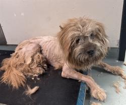 Shelter Stray Male Dog last seen , 5210 W Ave I, Lancaster, CA 93536, USA